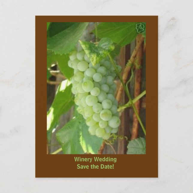 grapes, Winery Wedding Save the Date! Announcement Postcard (Front)