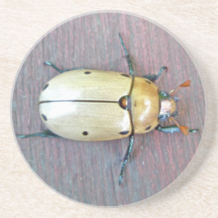 Grapevine Beetle (Pelidnota punctata) Drink Coaster