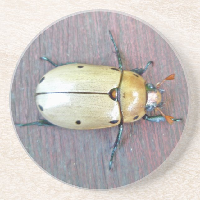 Grapevine Beetle (Pelidnota punctata) Drink Coaster (Front)