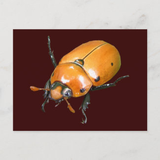 Grapevine Beetle ~ postcard