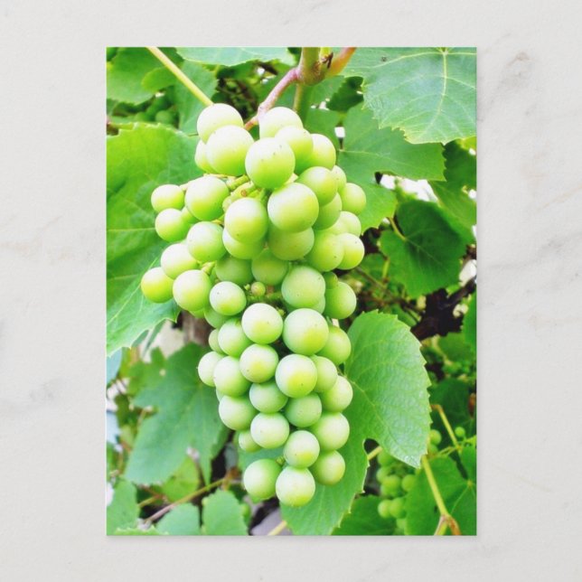 Grapevine Postcard (Front)