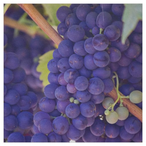 Grapevine Themed, Purple Grapes Grow On A Vine Wit Fabric