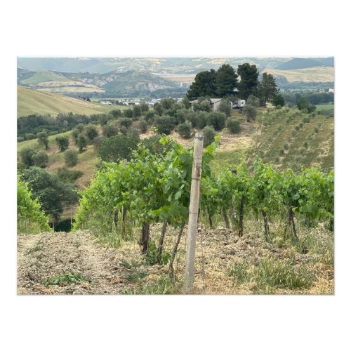 Grapevines and Olive Trees in Orvieto Italy Photo Print