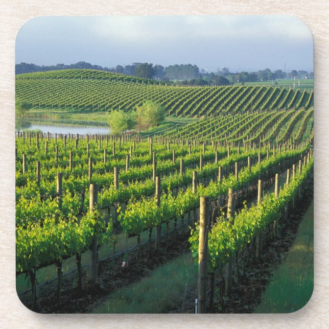 Grapevines in neat rows in California's Napa Beverage Coaster (Front)