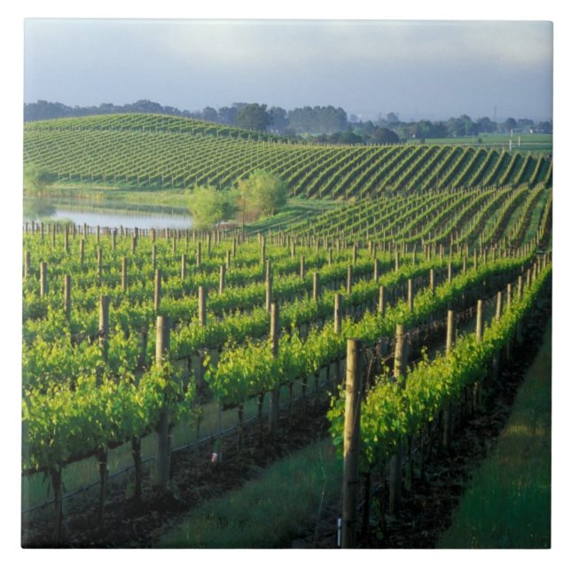 Grapevines in neat rows in California's Napa Ceramic Tile (Front)