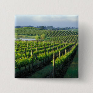 Grapevines in neat rows in California's Napa Pinback Button