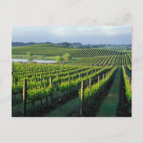 Grapevines in neat rows in Californias Napa Postcard
