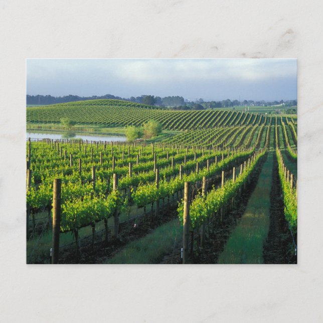 Grapevines in neat rows in California's Napa Postcard (Front)