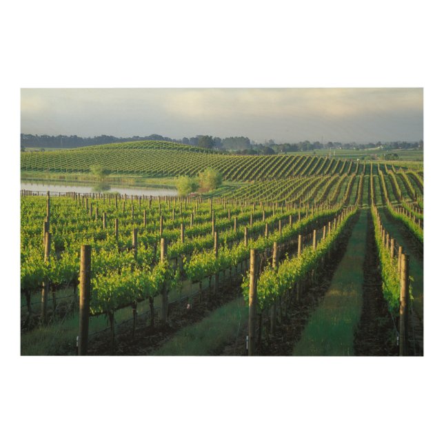 Grapevines in neat rows in California's Napa Wood Wall Art (Front)