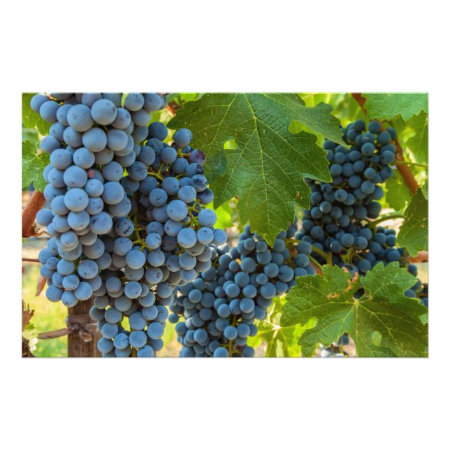 Grapevines Photo Print (Front)