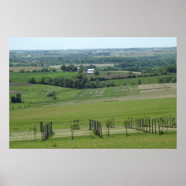 Grapevines Wine Vineyard Photography Poster (Front)