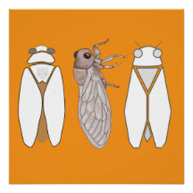 Graphic cicada and cicadetta.