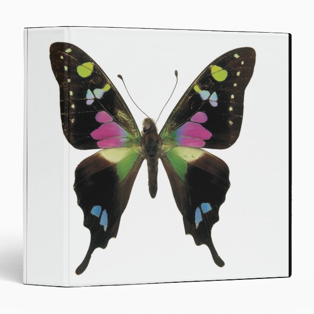 Graphium butterfly 3 ring binder (Front/Spine)
