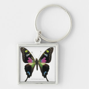 Graphium butterfly keychain