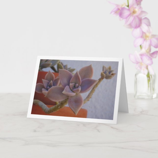 Graptopetalum Paraguayense, Succulent Ghost-plant Card (Orchid)