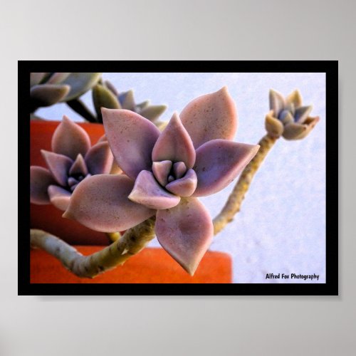 Graptopetalum Paraguayense, Succulent Ghost-plant Poster