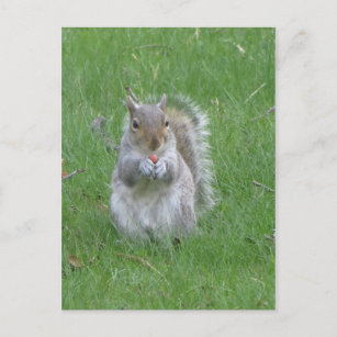Grasping Squirrel Postcard