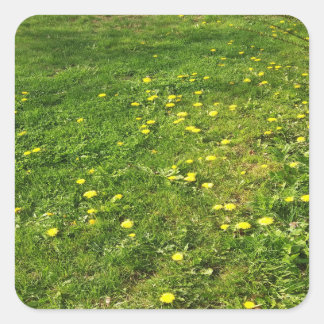 Grass and Dandelions Sticker