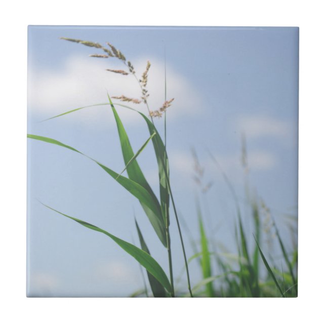 Grass Blue Sky Field Meadow Nature Ceramic Tile (Front)