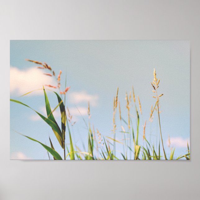 Grass Blue Sky Field Meadow Nature Poster (Front)