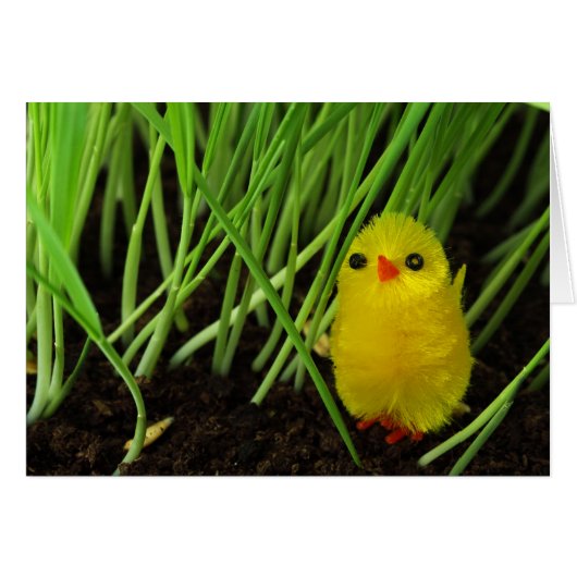 grass chick cards (Front Horizontal)