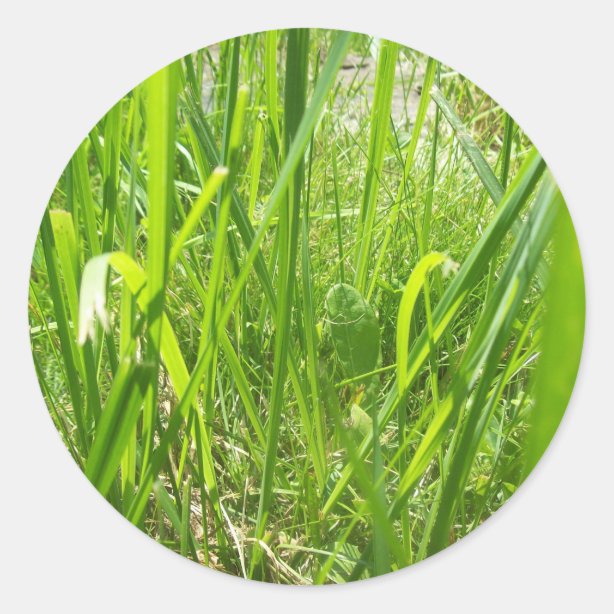 Lawn Stickers Zazzle