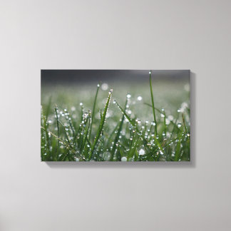 Grass Dew Drops Canvas Print