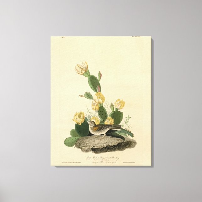 Grass Finch, Bay-winged Bunting, or Vesper Sparrow Canvas Print (Front)