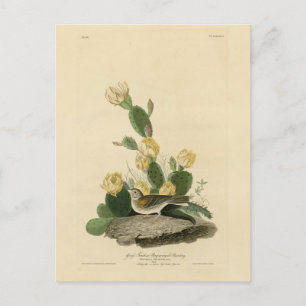 Grass Finch, Bay-winged Bunting, or Vesper Sparrow Postcard