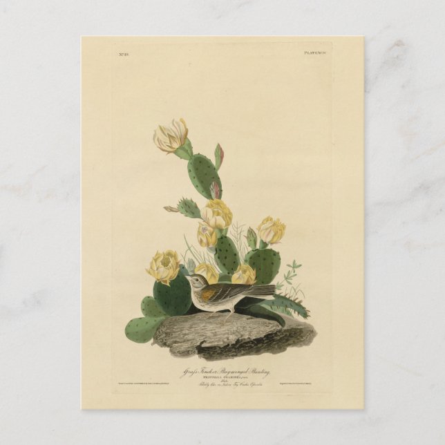 Grass Finch, Bay-winged Bunting, or Vesper Sparrow Postcard (Front)