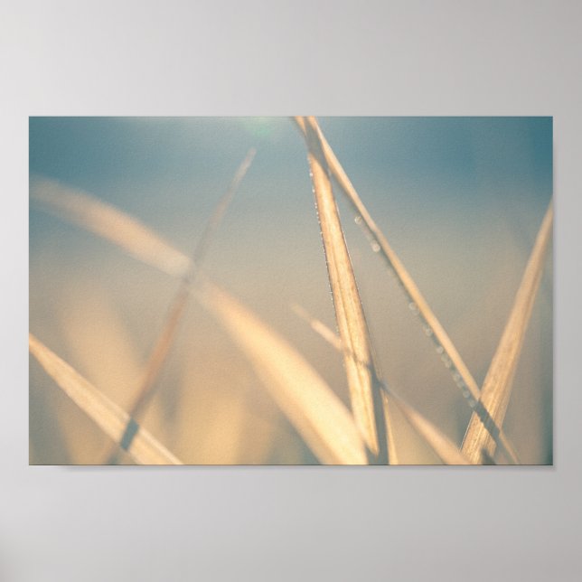 Grass Floral Nature Photo Poster (Front)