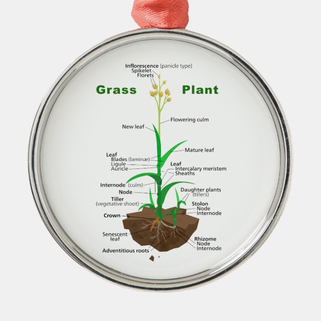 Grass Graminoids Plant Diagram Metal Ornament (Front)