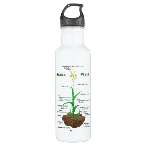 Grass Graminoids Plant Diagram Stainless Steel Water Bottle