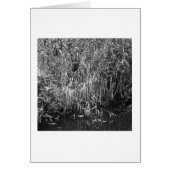 Grass Near Water (Front)