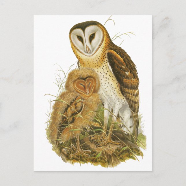 Grass Owl Postcard (Front)