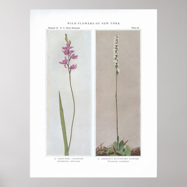 Grass Pink; Calopogon - Limodorum tuberosum and Poster (Front)