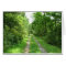 Grass Road into Woods