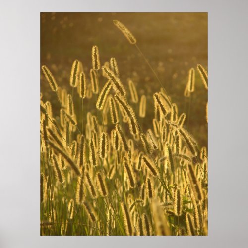 Grass Seed Heads at Sunset Poster