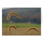 Grass Seed Stalks (Front Horizontal)