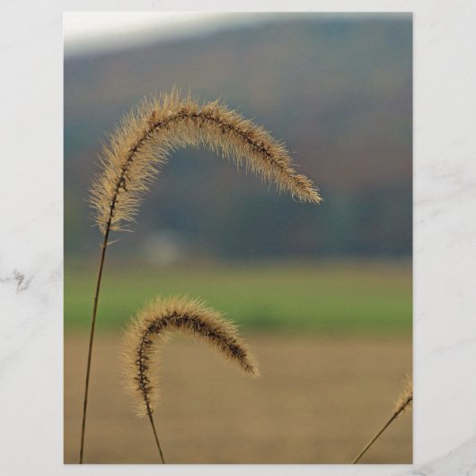 Grass Seed Stalks (Front)