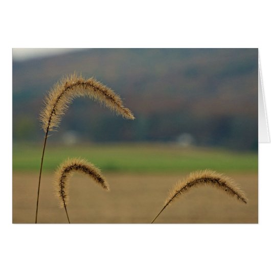 Grass Seed Stalks Cards (Front Horizontal)
