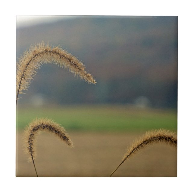 Grass Seed Stalks Ceramic Tile (Front)
