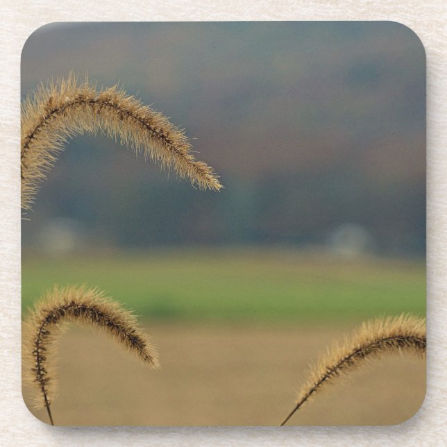 Grass Seed Stalks Drink Coaster (Front)