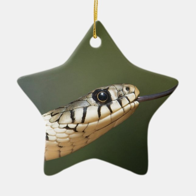 Grass Snake Ceramic Ornament (Front)