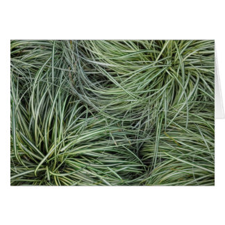 Grasses Cards