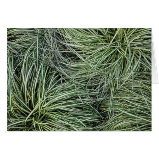 Grasses Cards (Front Horizontal)
