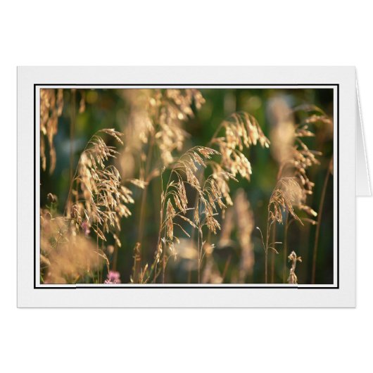 Grasses Cards (Front Horizontal)