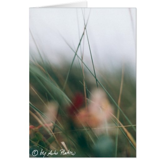 grasses cards (Front)