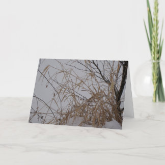 Grasses in Snow Card