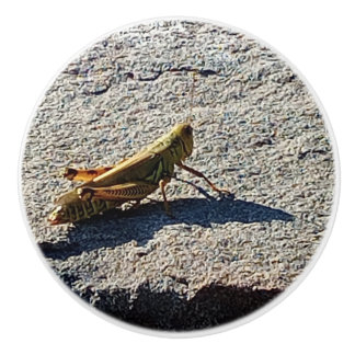 Grasshopper along a grey rock ceramic knob